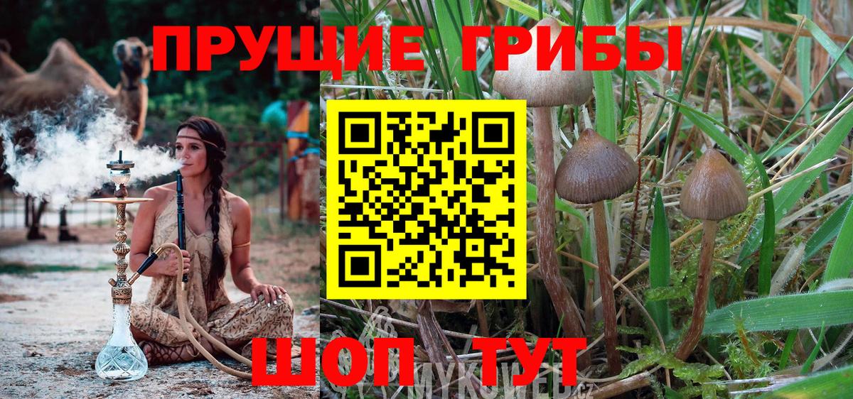 Будённовск  Галлюциногенные грибы Psilocybine cubensis  что такое наркотик  Вход с VPN 